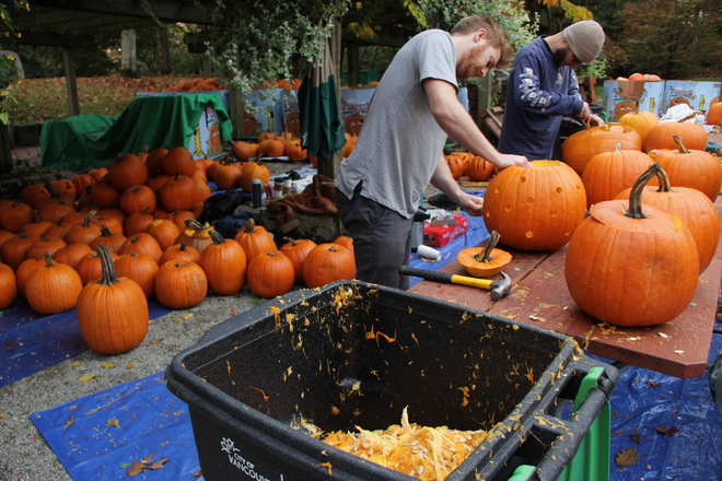 Carving pumpkins Vancouver, BC