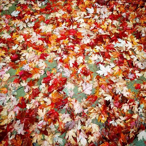 Fall Colors! ðŸ˜ŠðŸðŸ Toronto, ON