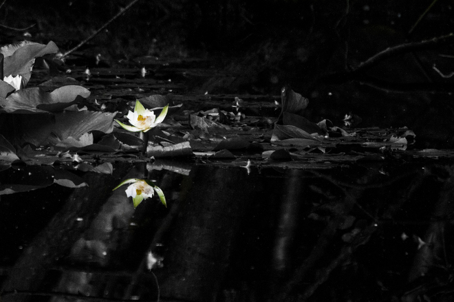 Lotus Bloom Beauty in Reflection 