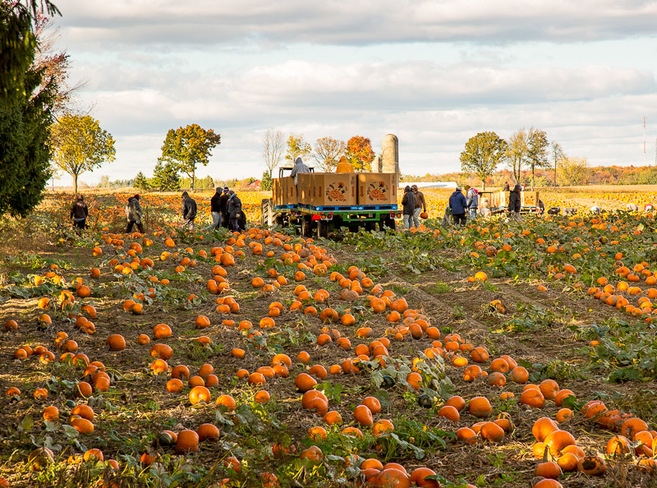 Picking Pumpkins Simcoe Ontario
