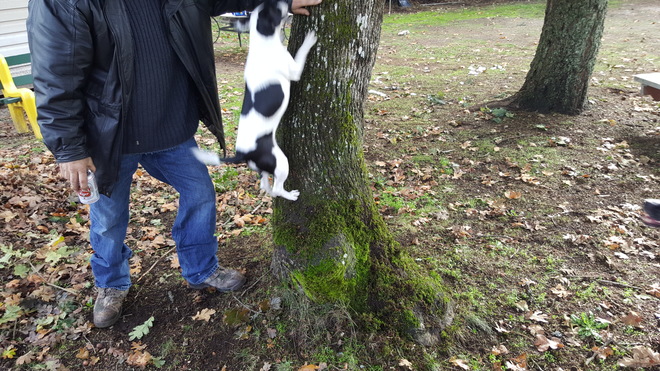 how to climb tree's Langford, BC