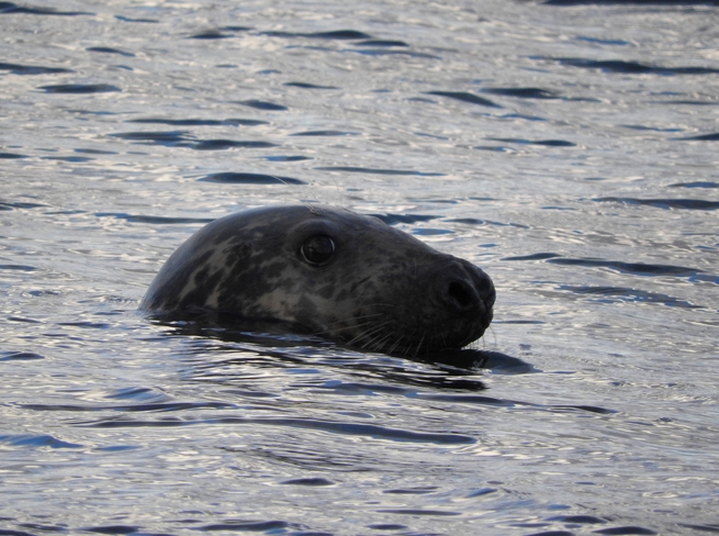 Seals Cape Breton Island, NS