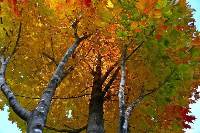 Autumn Melancthon, ON