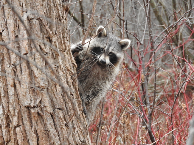 Winter raccoon Toronto, ON