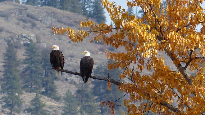 Pair of autumn bald eagles Grand Forks, BC