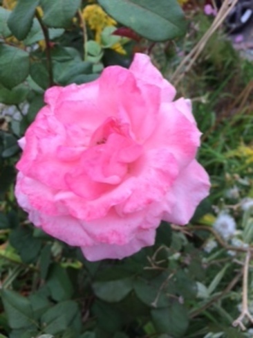 Rose in Fall Brampton, ON