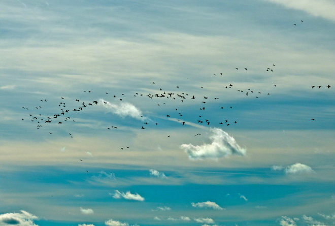Geese and Ducks Migrating in some wonderful clouds. 