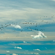 Geese and Ducks Migrating in some wonderful clouds.