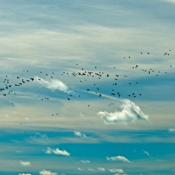 Geese and Ducks Migrating in some wonderful clouds.