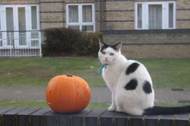 A Cat's Pumpkin Island Gardens, London, United Kingdom