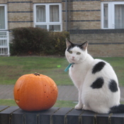 A Cat's Pumpkin