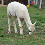 Lama or Alpaga