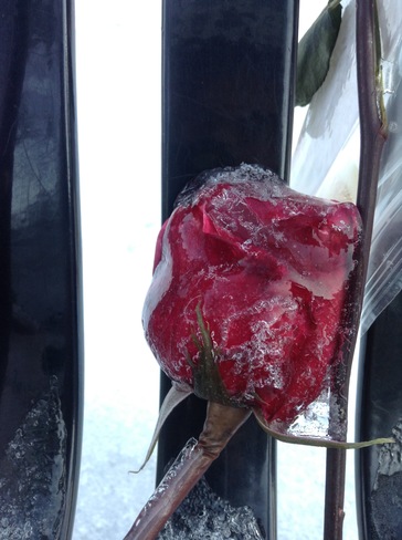 frozen rose Toronto, ON