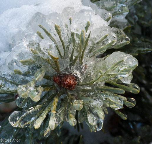 Frozen Pine Comb Orangeville, ON