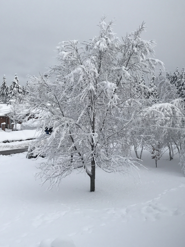 Arbre de neige Saint-Gabriel-de-Valcartier, Quebec, CA