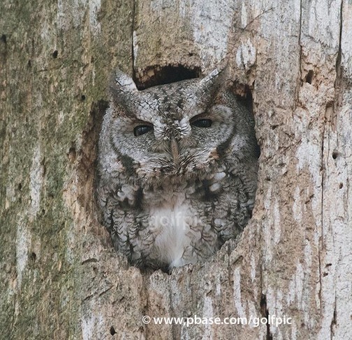 Screech owl Ottawa, ON