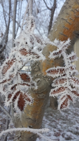 Hoar Frost Redwater, AB