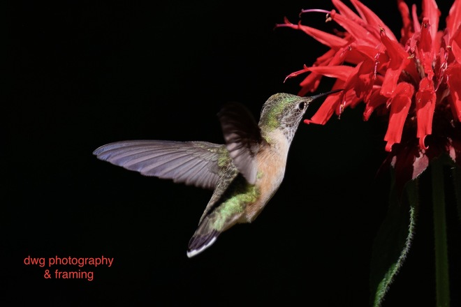 Hummingbirds Kamloops B.C.