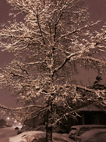 Winter tree!:) Brampton, Ontario, CA