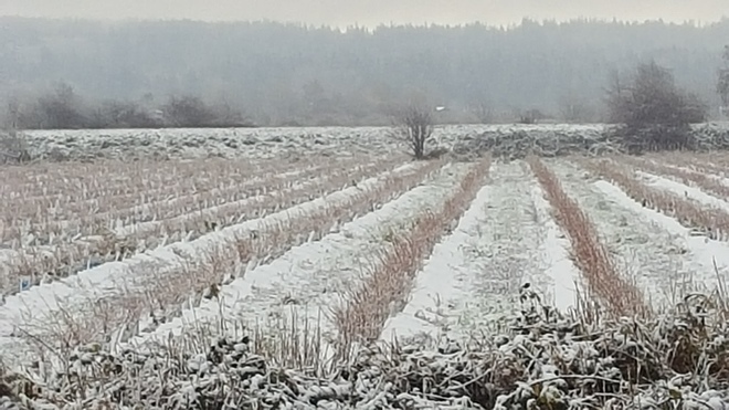 Blueberry fields of red and white. Surrey, BC