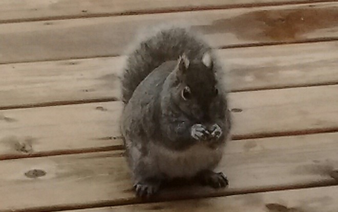 deck squirrel London, ON