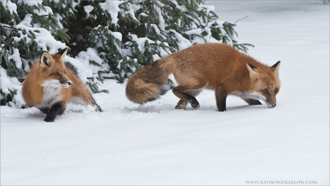 Fox Family Muskoka, ON