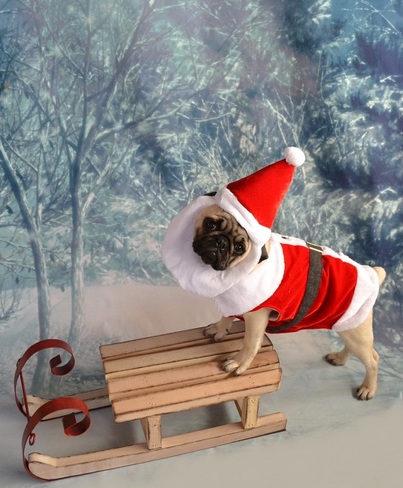 Santa Pug Getting Ready For Christmas Ottawa, ON