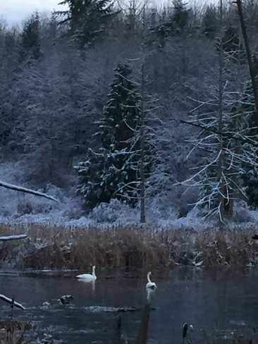 Swans at Richards Marsh Nanaimo, British Columbia, CA