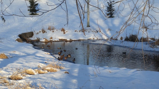 Ducks in a pond!! Miramichi, NB