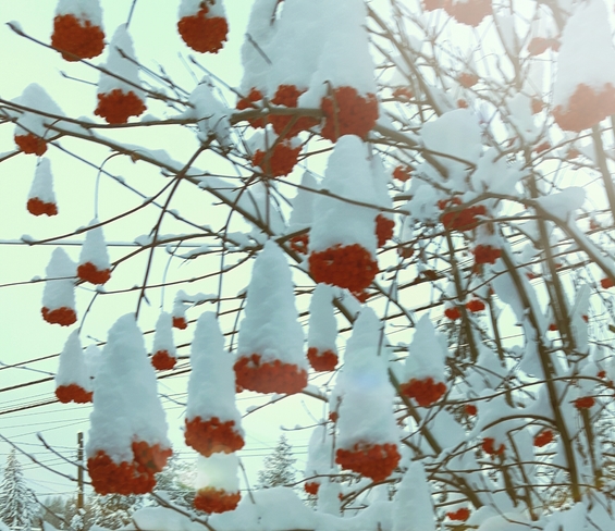 Snow capped berries. Cranbrook, BC