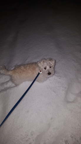 My dog enjoying the snow that fell in NE London London, ON