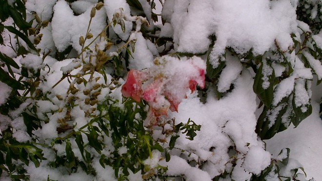 snow in my garden Mission, BC