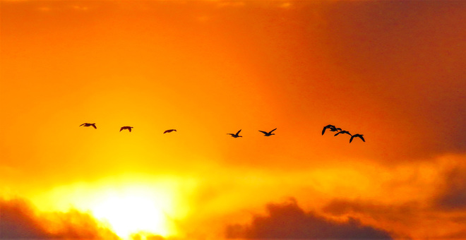 Geese flying at sunset Lake Aquitaine Park, Mississauga, ON