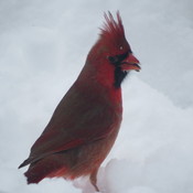 un beau cardinal