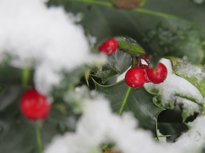 Holly Berries in the snow 