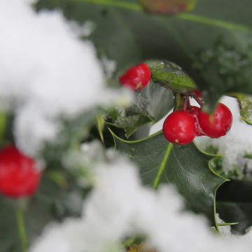 Holly Berries in the snow