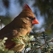 Cardinal rouge F