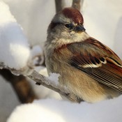 Quel bel oiseau d&#39;hiver