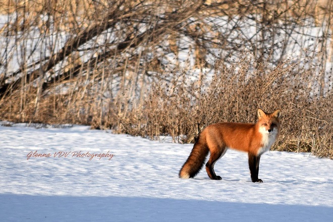 Beautiful fox Chesterville, Ontario