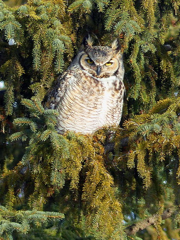 Great Horned Owl at Ft. Whyte Alive Winnipeg, MB