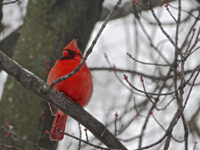 Cardinal mÃ¢le ... Montréal, QC