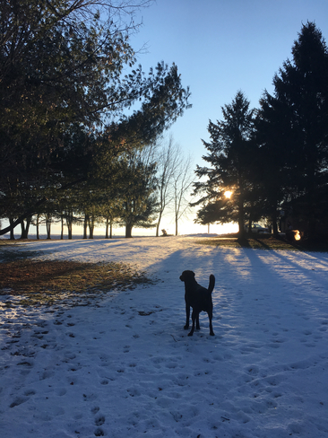 Doux hiver pour les chiens aussi Farnham, Quebec, CA