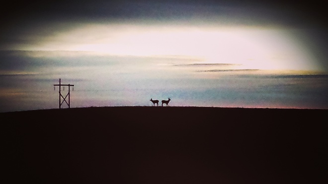 Wildlife on the early morning horizon Lethbridge, AB