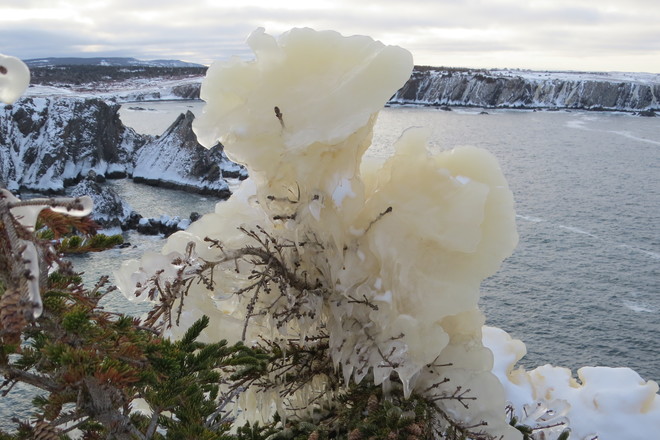 ICE LILY. Spillars Cove, NL