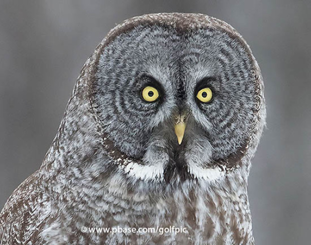 Great Gray Owl Ottawa, ON