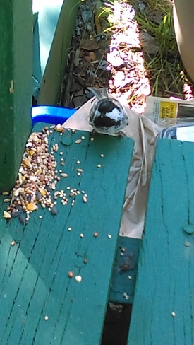 chickadee feeding on deck Sudbury, ON