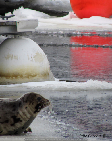 Seals, Conception Bay South, NL 63 Middle Bight Rd, Conception Bay South, NL A1X 3E7, Canada