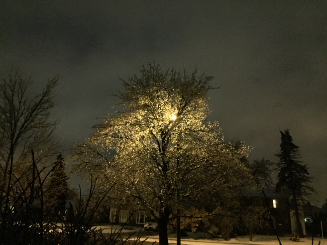 Street light through ice covered tree Cambridge, Ontario, CA