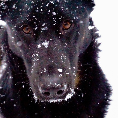 Snow Dog Daisy Kingston, ON