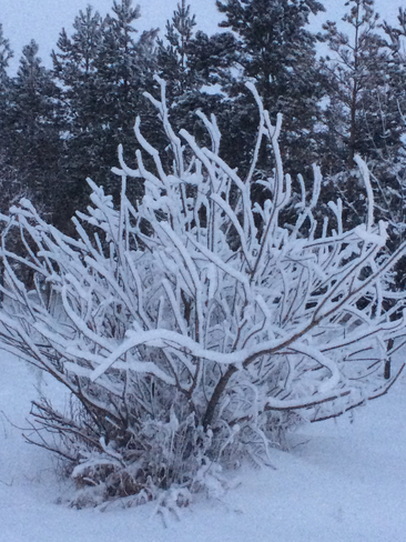 Snowy shrub ! St. Brieux, Saskatchewan, CA